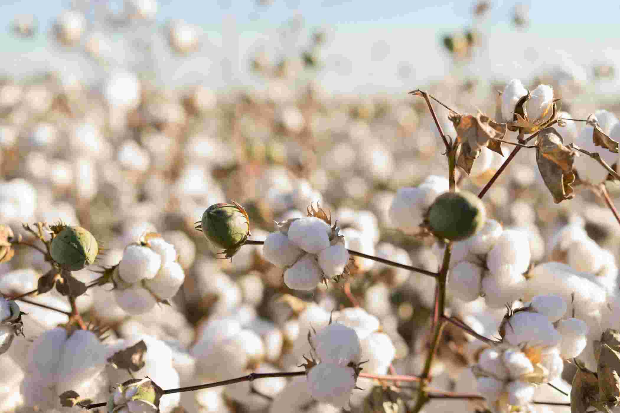 Why Organic Cotton: Exploring Regular Cotton vs Organic Cotton —  Sustainable Review