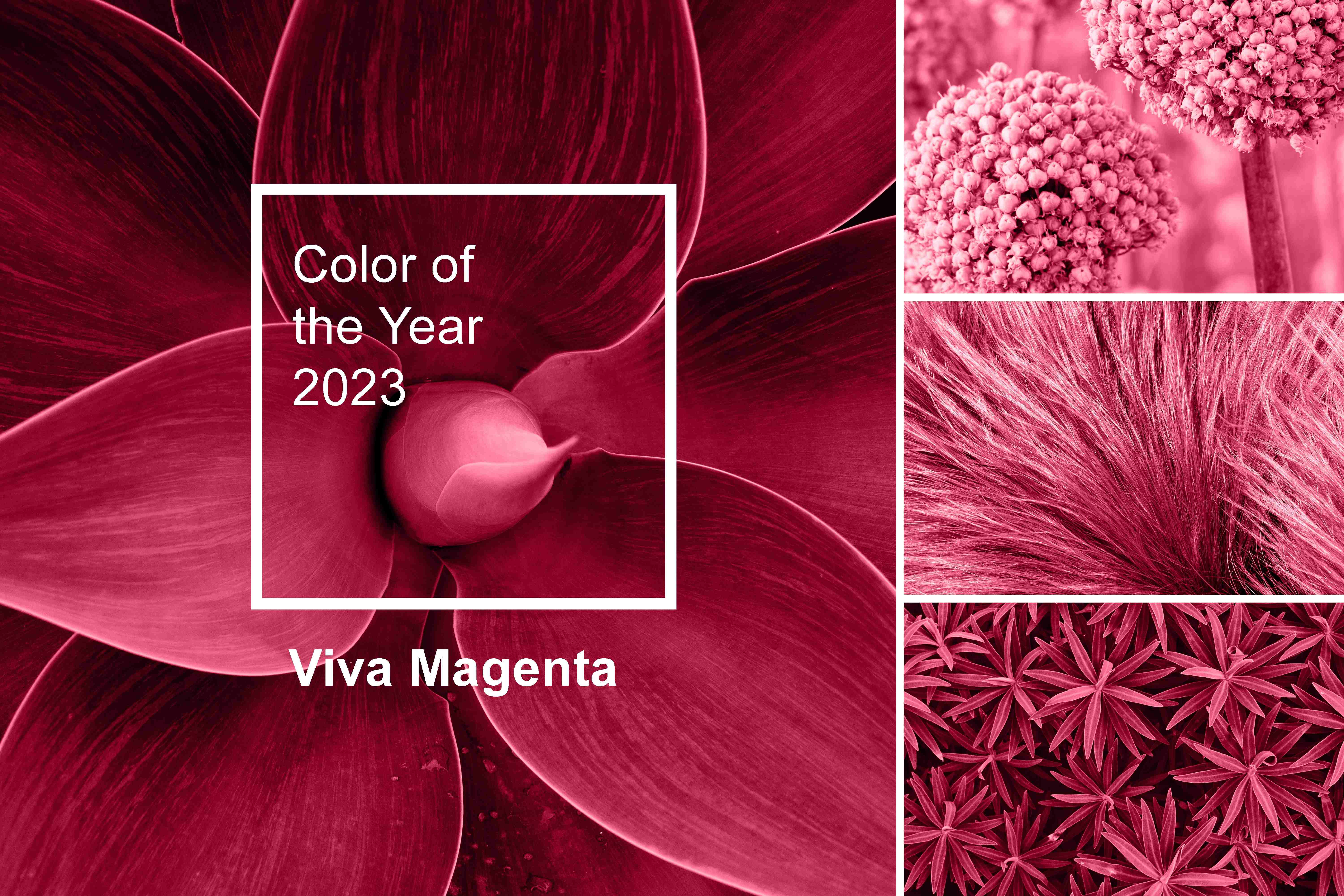 Viva Magenta: What Pantone's colour of the year says about fashio